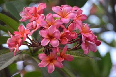 Close-up of pink flowering plants