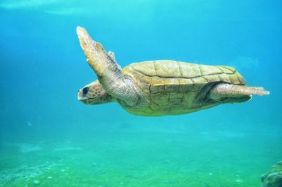 Portrait of turtle in water