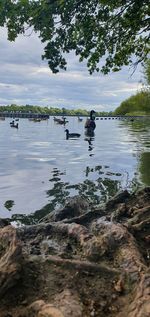 View of ducks swimming in lake