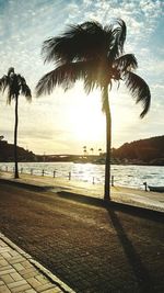 Palm trees on beach at sunset