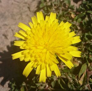 Close-up of yellow flower