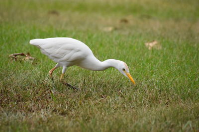 White heron on field