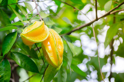 Close-up of orange fruit on tree