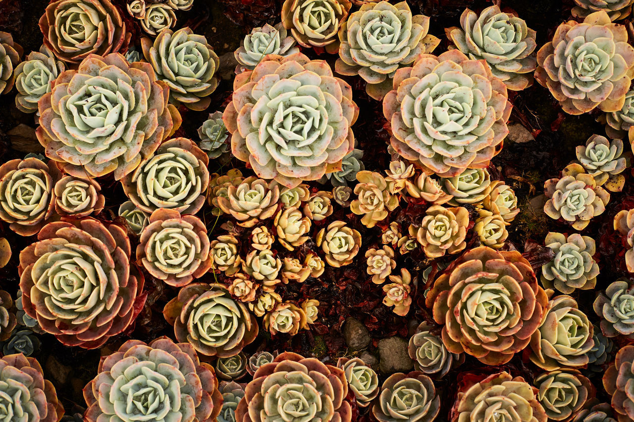 FULL FRAME SHOT OF ROSE BOUQUET ON FLOOR