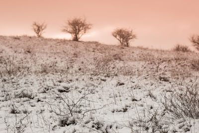 Scenic view of field against sky during winter