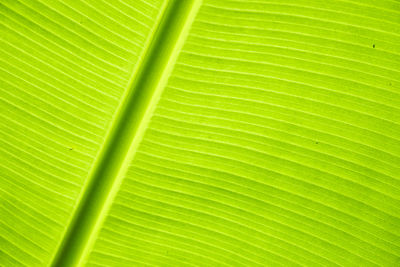 Full frame shot of palm leaf