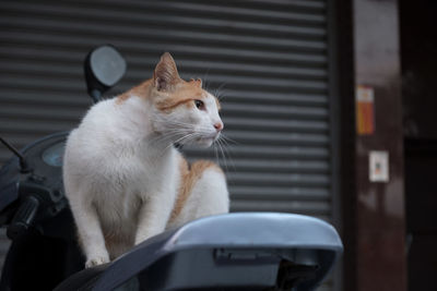 Close-up of a cat looking away