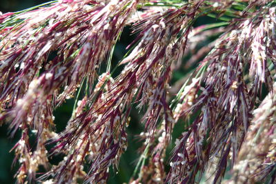 Close-up of crops on field