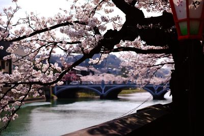 Cherry blossom tree by river