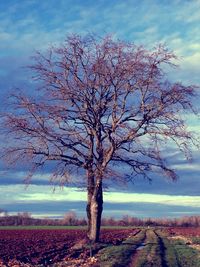 Trees on field against cloudy sky