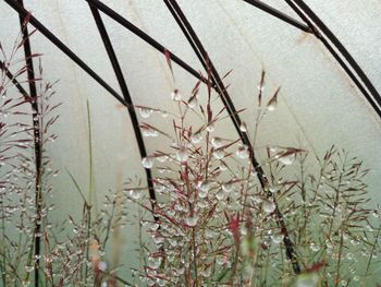 Close-up of plants