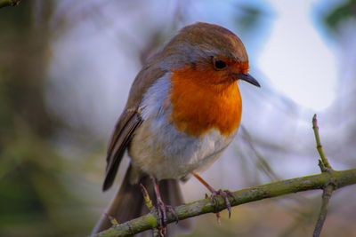 Close-up of robin perching on branch