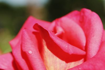 Close-up of wet pink rose blooming outdoors