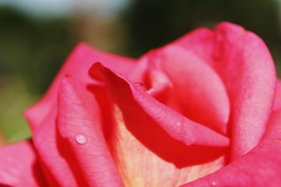 Close-up of wet pink rose blooming outdoors