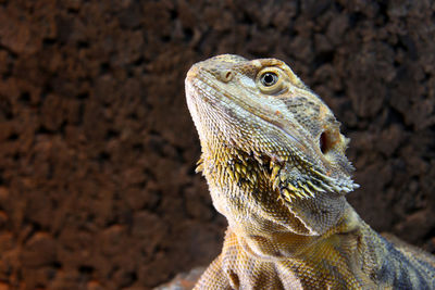 Close-up of lizard on rock