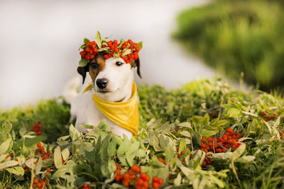 Close-up of dog with berries sitting amidst plants