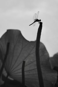 Close-up of insect on plant against sky