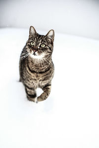 Portrait of cat sitting on floor