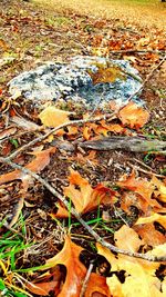 Fallen leaves on tree trunk