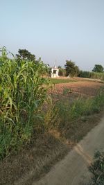 Scenic view of field against clear sky