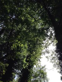 Low angle view of trees