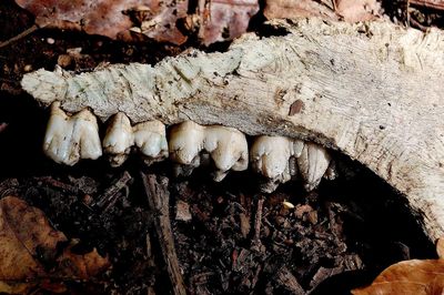 Close-up of mushrooms growing on tree trunk