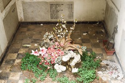 High angle view of flowering plant by wall