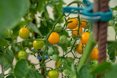 Close-up of fruits growing on tree