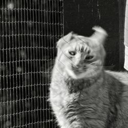 Close-up of cat