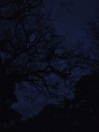 Low angle view of tree against sky at night