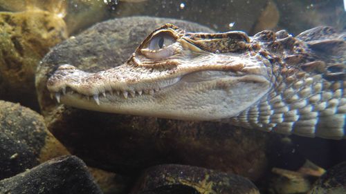 Close-up of fish in water