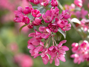 Close-up of pink flowering plant
