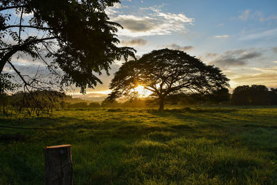 Trees on field against sky during sunset