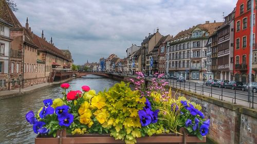 View of flowering plants by canal in city against sky