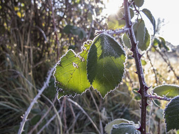 Close-up of leaves