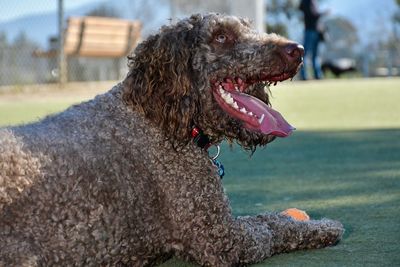 Side view of a dog looking away