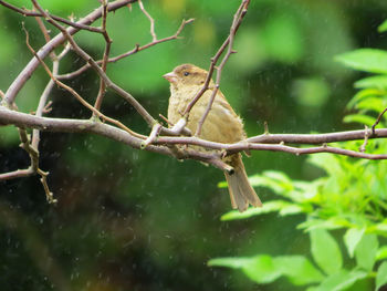 Monkey perching on a tree