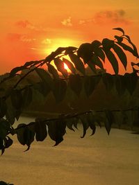 Close-up of leaves against sky during sunset