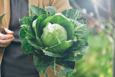 Midsection of woman holding cabbage on field