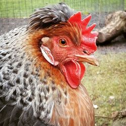 Close-up of rooster