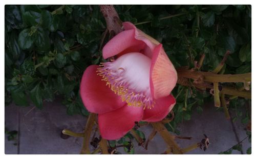 Close-up of plant