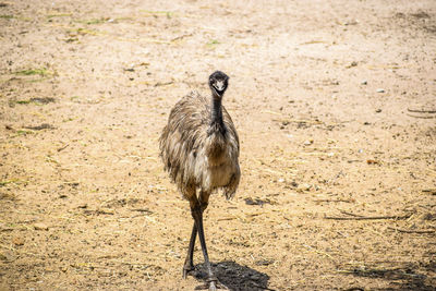 Bird looking away on field