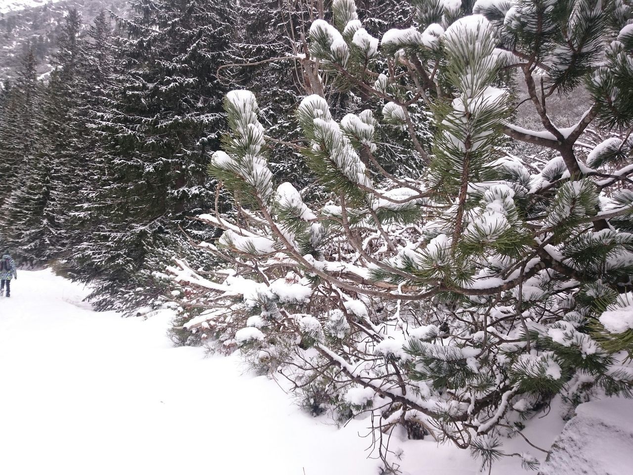 tree, growth, branch, nature, tranquility, beauty in nature, white color, winter, day, snow, tranquil scene, outdoors, no people, low angle view, cold temperature, season, plant, sunlight, tree trunk, scenics