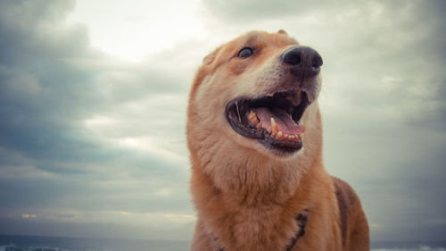 Close-up of dog against sky