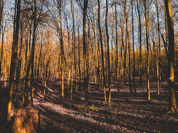 Trees in forest