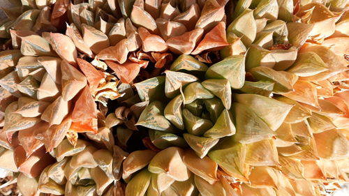 Full frame shot of leaves