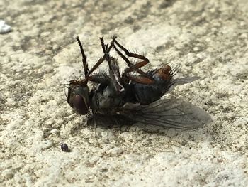 Close-up of crab on sand at beach