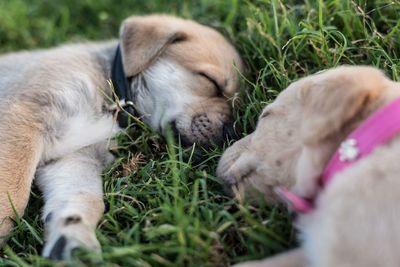 Close-up of puppies sleeping on field