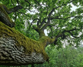 Low angle view of trees in forest