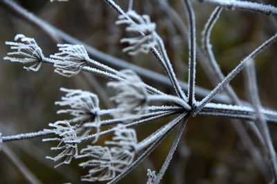 Close-up of twigs